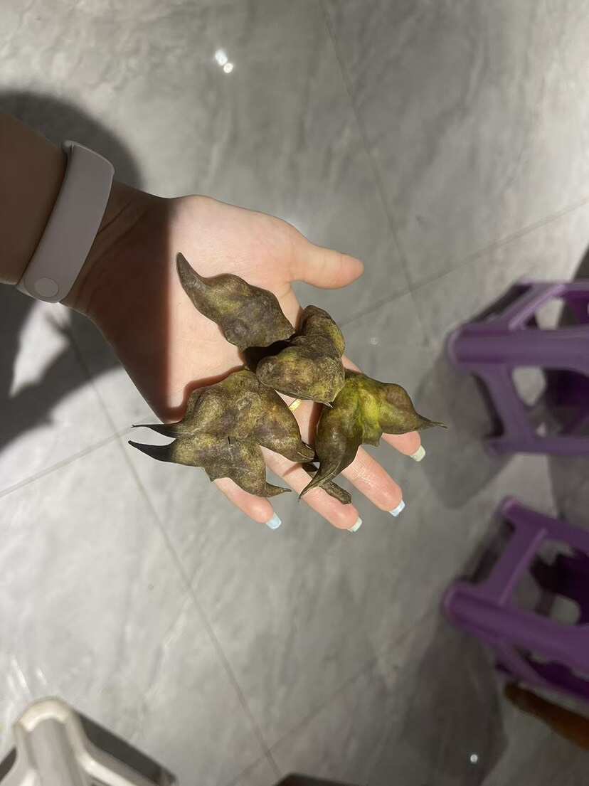 【菱角】纯绿色水果蔬菜