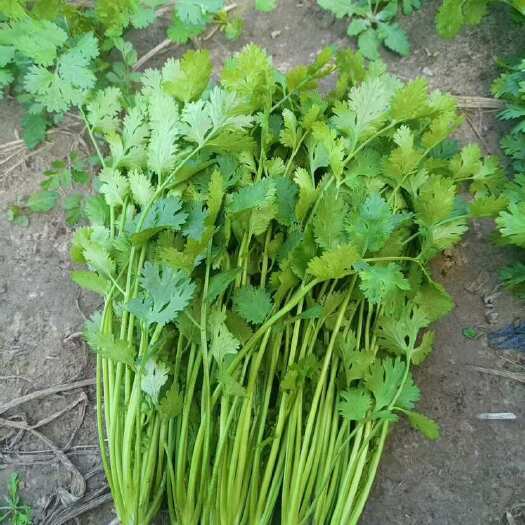 北京精品铁杆香菜30cm左右，大量出货，价格可议。