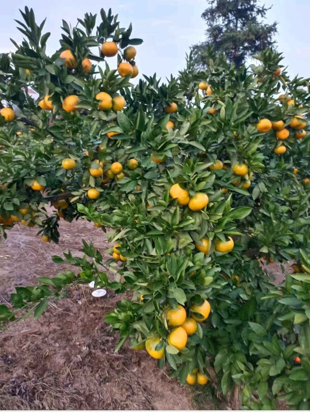 湖北公安蜜桔汁水丰富口感清甜，果型匀称，基地现货，规格齐全。