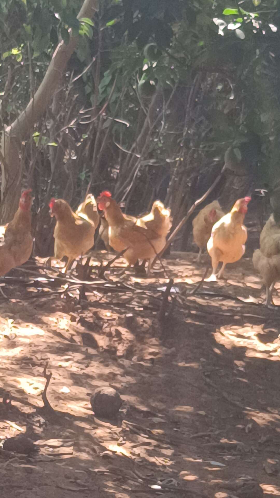 十五个月白耳鸡