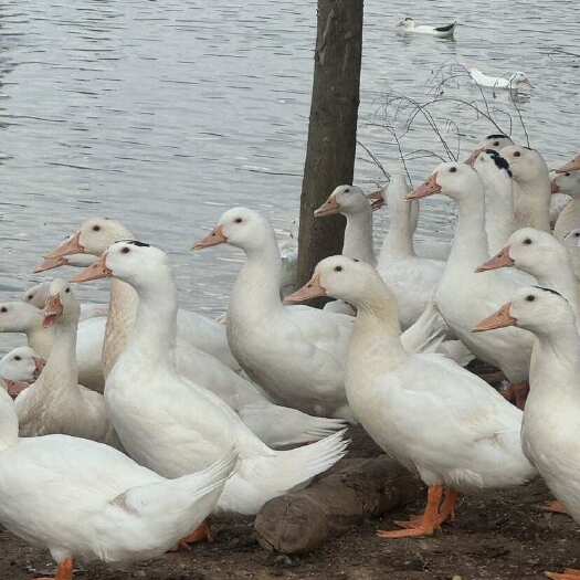 灵山县一点头5000平均7.23看上的加