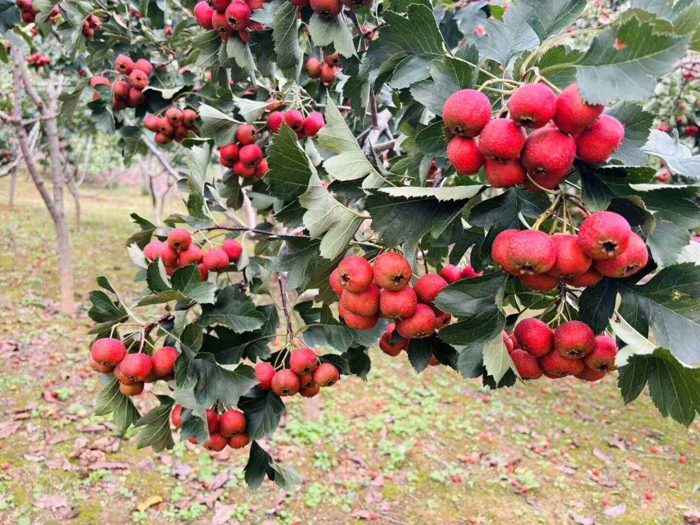 自家种的山楂果