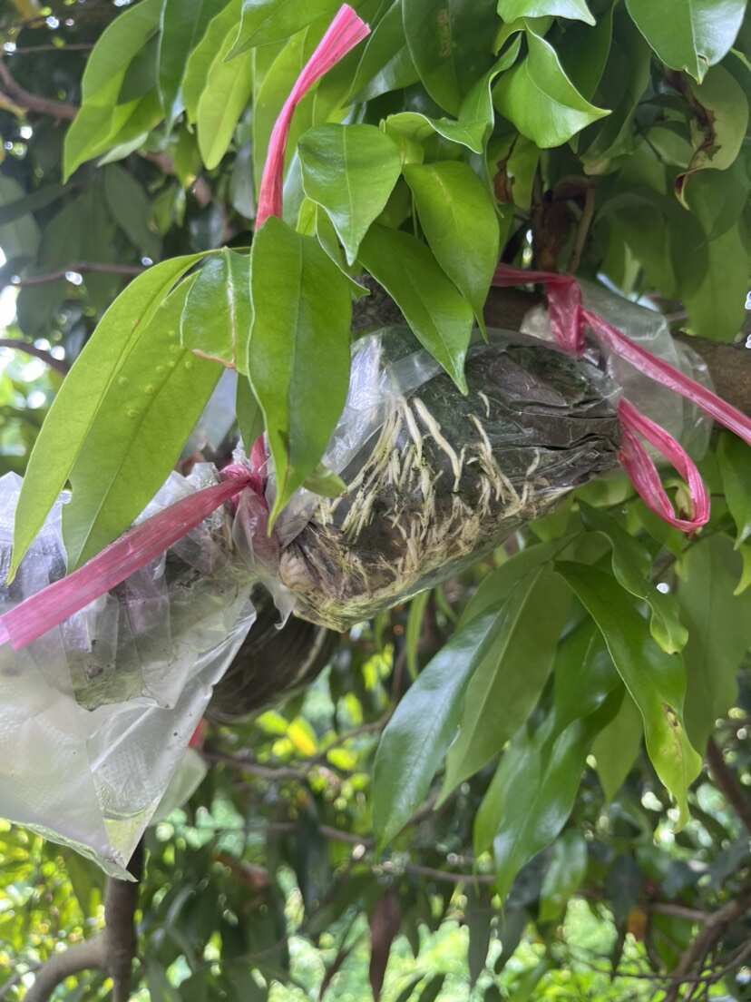 增城挂绿荔枝 西苑挂绿高压苗 包对货对版哦 爆根