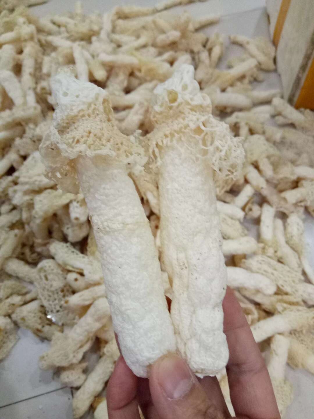 亳州谯城  竹荪