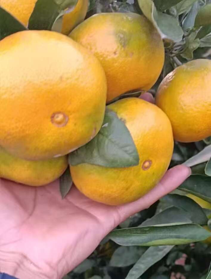湖北公安蜜桔汁水丰富口感清甜，果型匀称，基地现货，规格齐全。