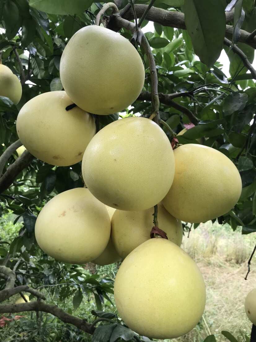 红心柚