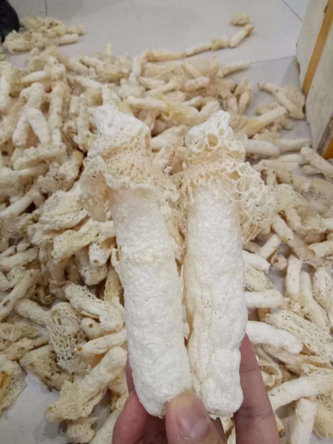 亳州谯城  竹荪