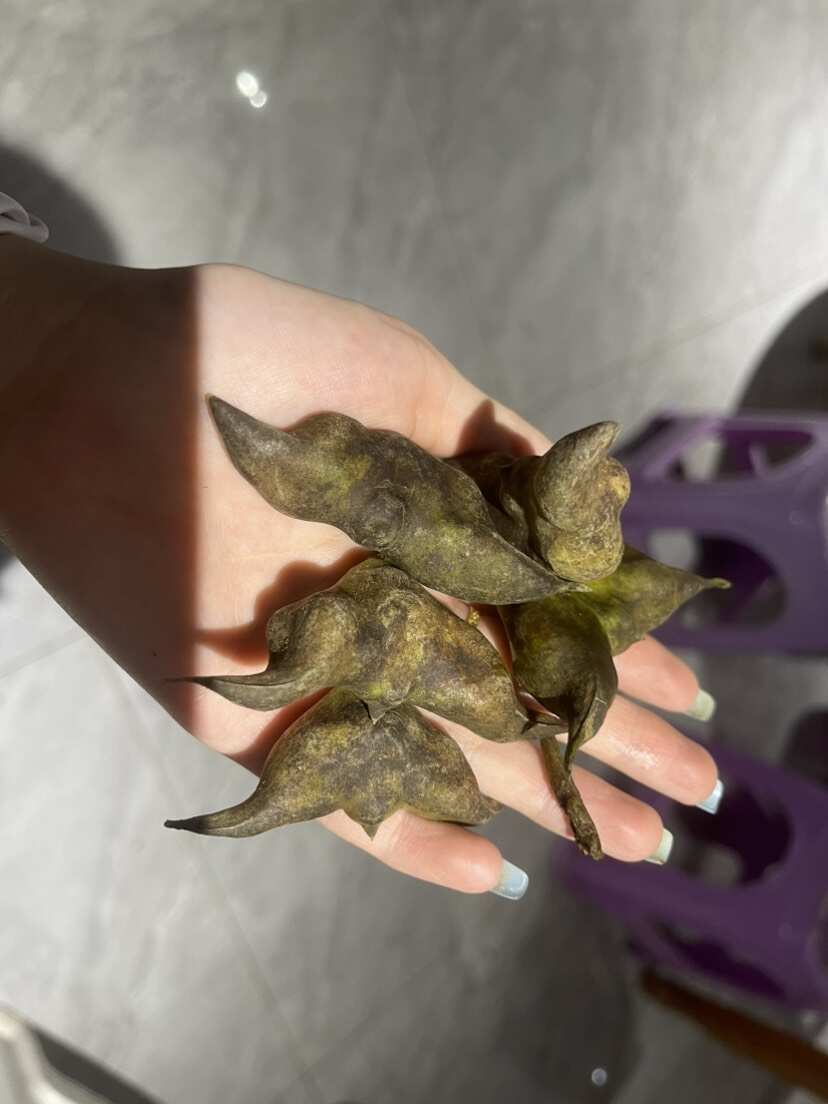 【菱角】纯绿色水果蔬菜