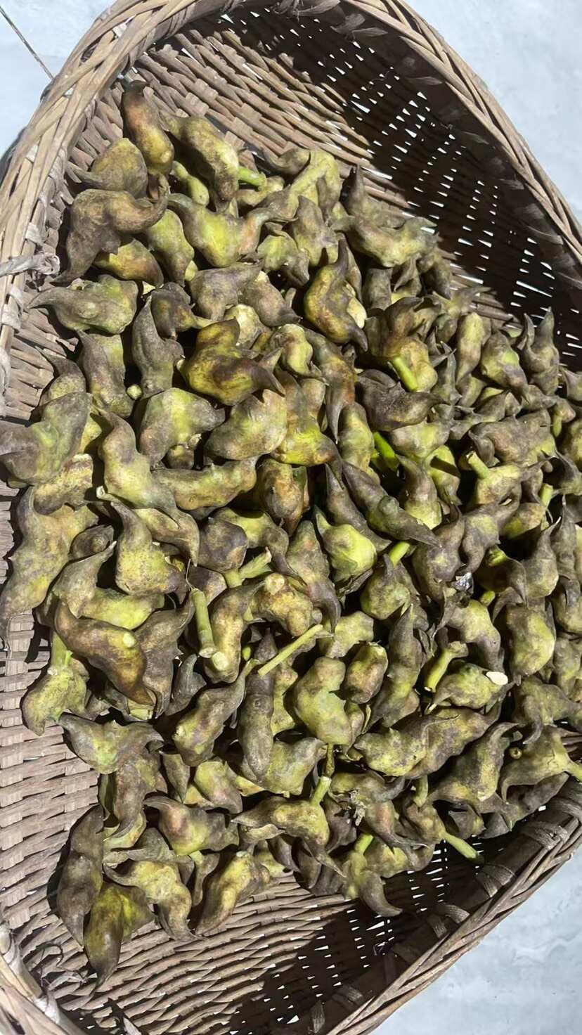 【菱角】纯绿色水果蔬菜