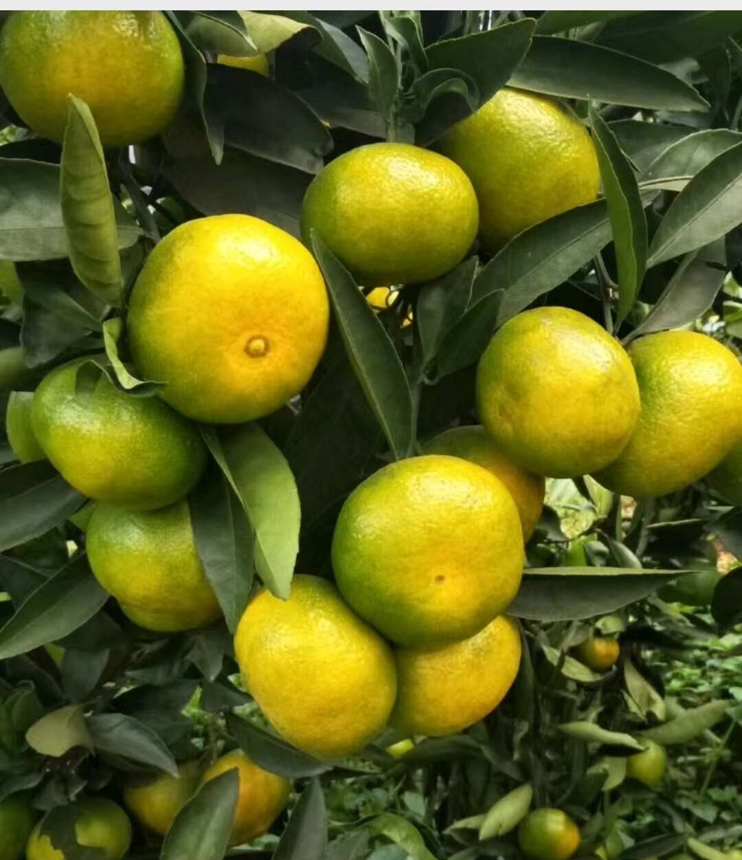 湖北公安蜜桔汁水丰富口感清甜，果型匀称，基地现货，规格齐全。