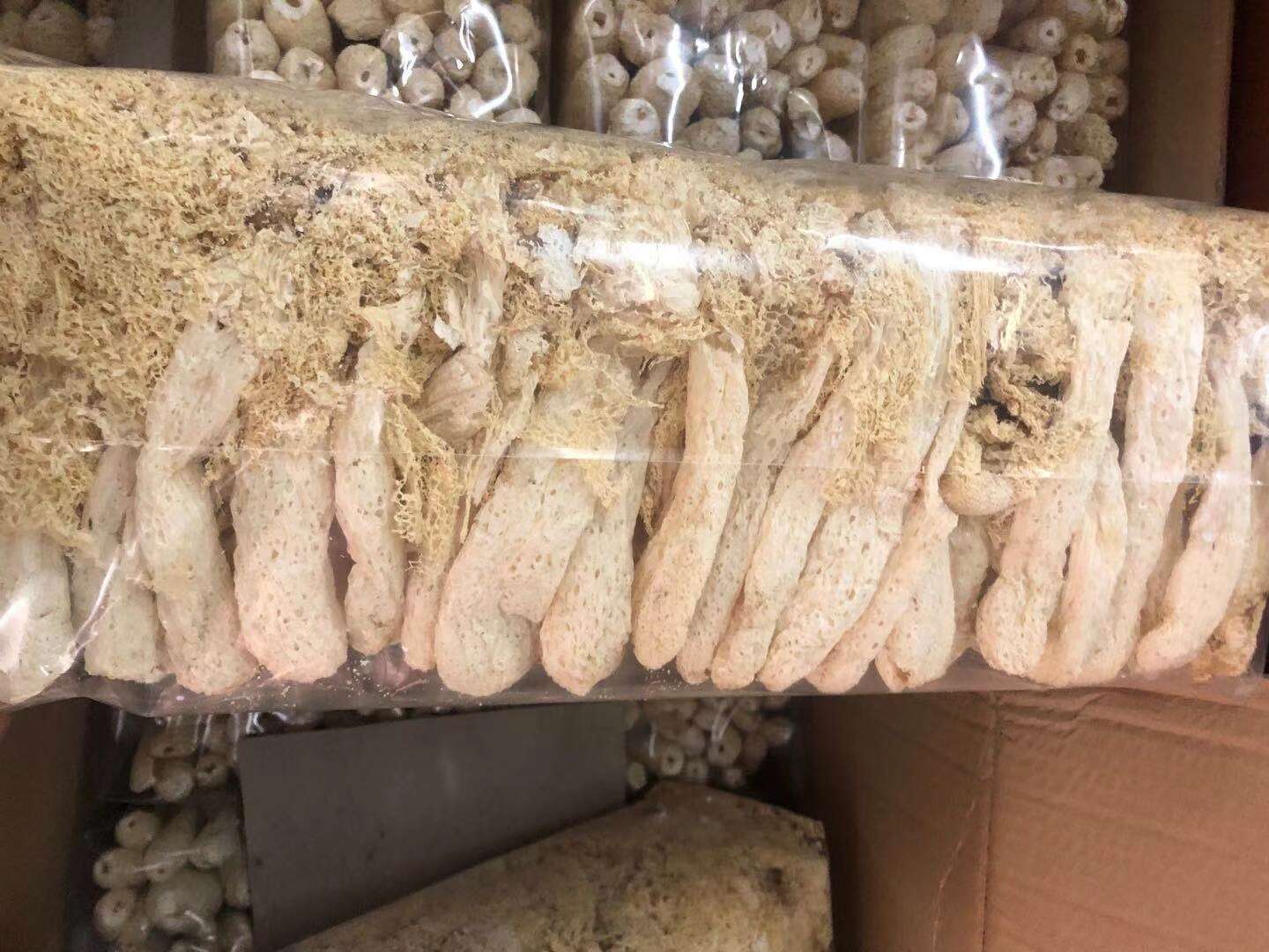 亳州谯城  竹荪