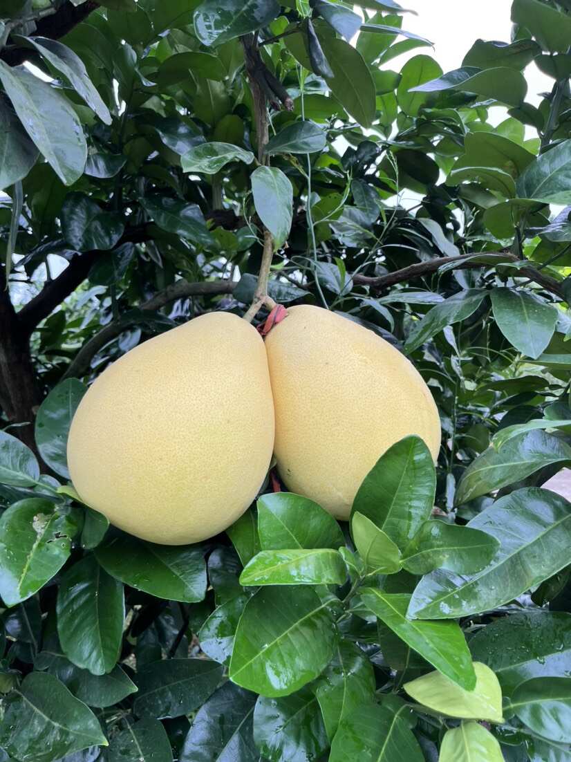 红心柚