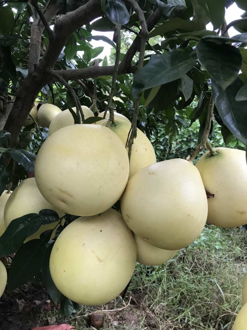 红心柚