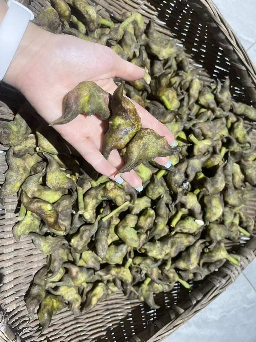 【菱角】纯绿色水果蔬菜