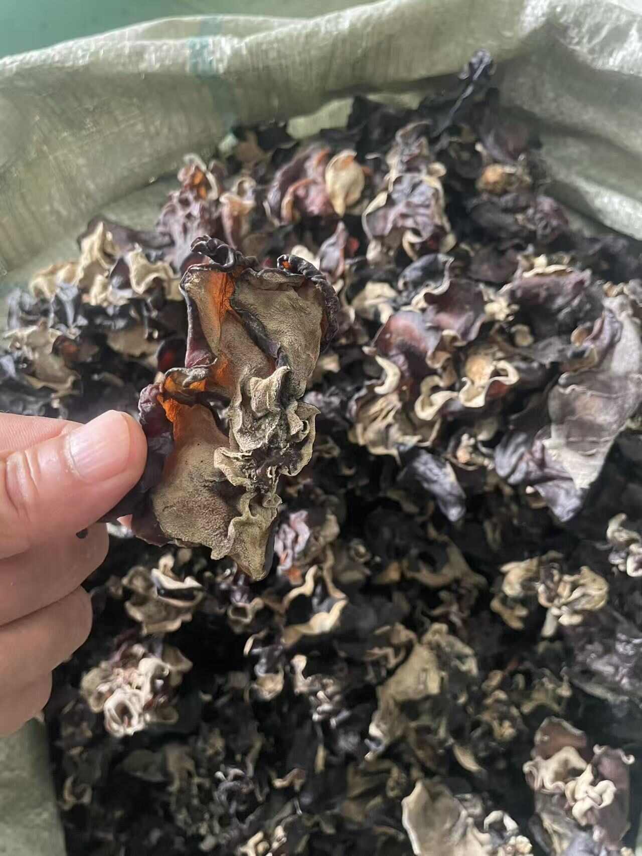 电商木耳丝