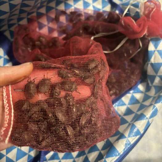 九香虫活体  个大饱满油性足  药用食用两相宜