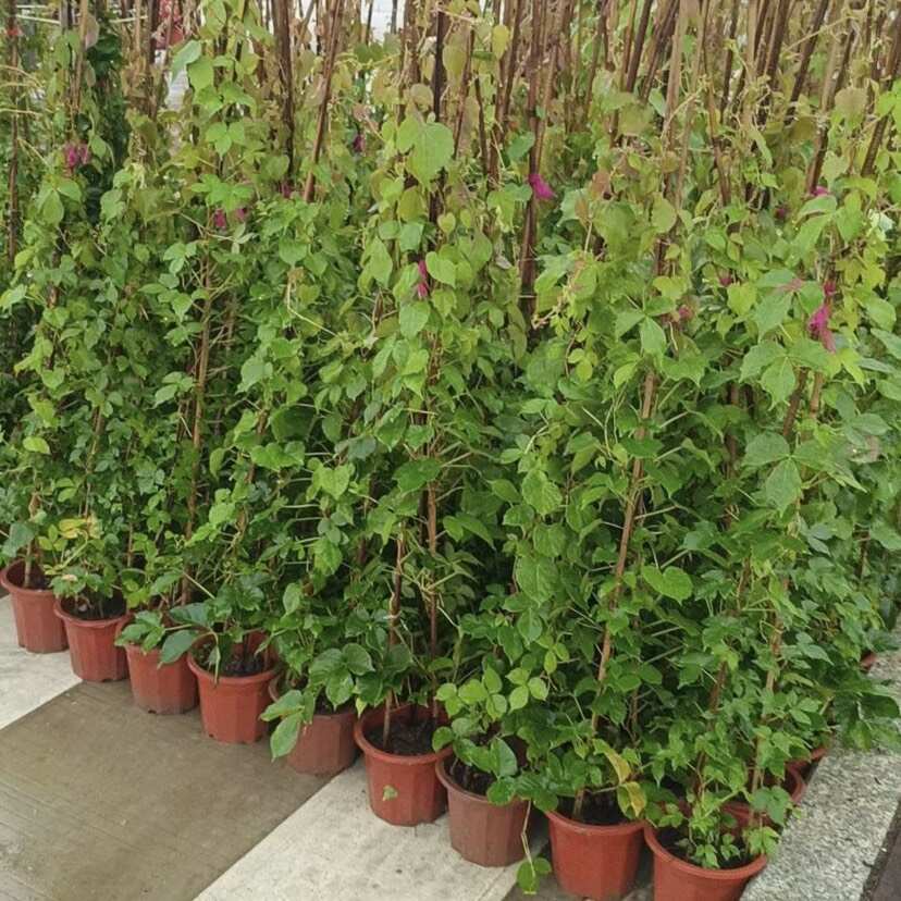 爬山虎 爬墙虎 出售 福建 供应 小 袋 杯 盆 盘 苗