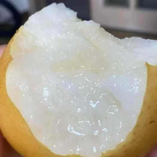 陕西蒲城酥梨果肉洁白、酥脆多汁……