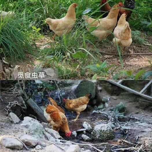 土鸡蛋直销  黄心没有色素  林间散养没有腥味  吃稻谷长大