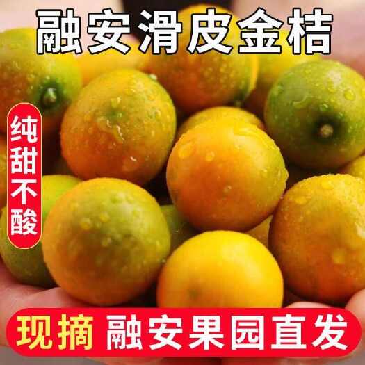 金桔广西融安金桔滑皮金桔果园现摘现发