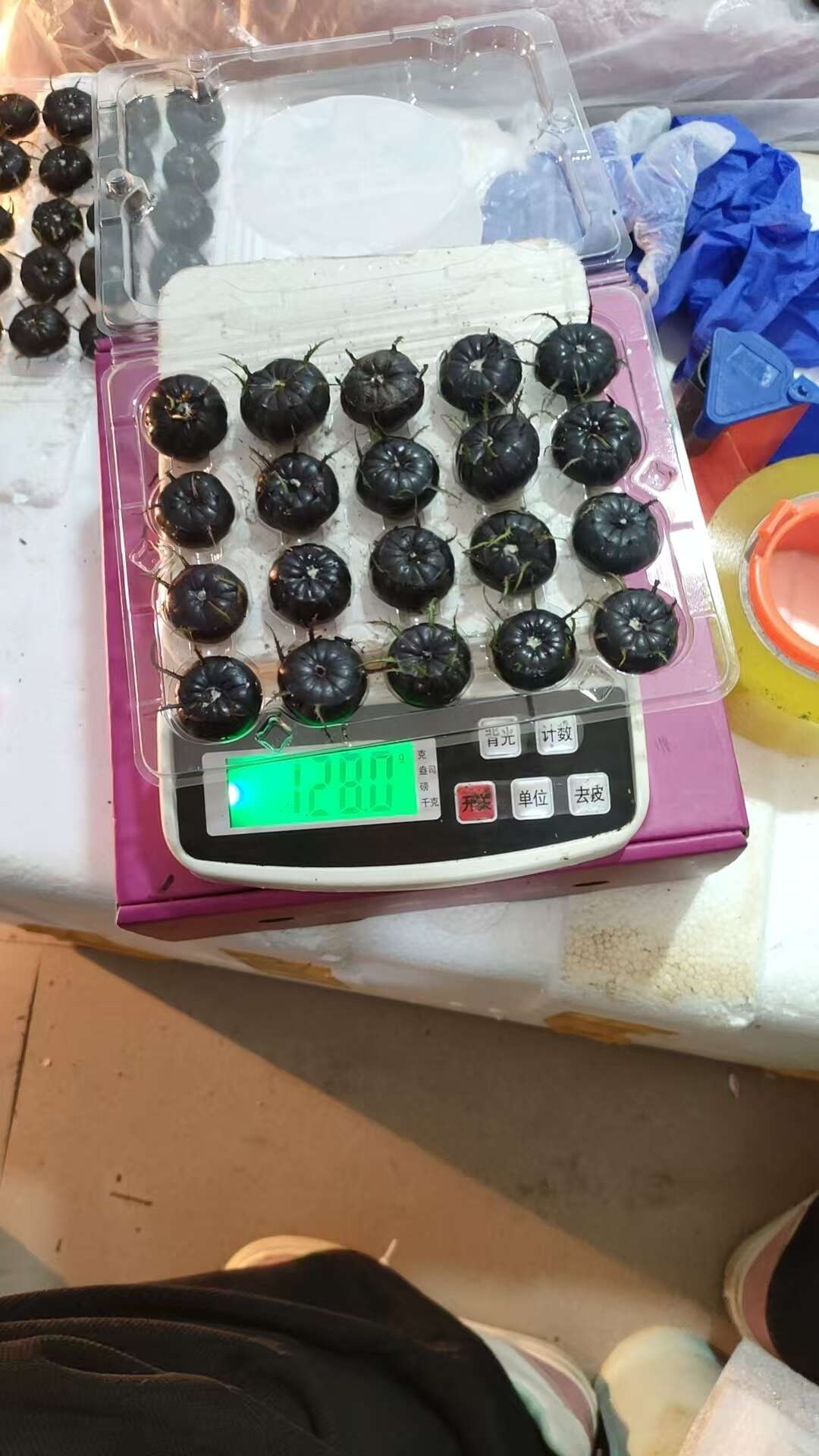 马关红果参自有种植基地500亩