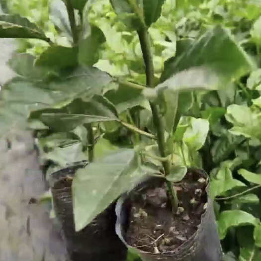 灵山县钦蜜黄金百香果苗果树苗爬藤四季种植阳台盆栽地栽