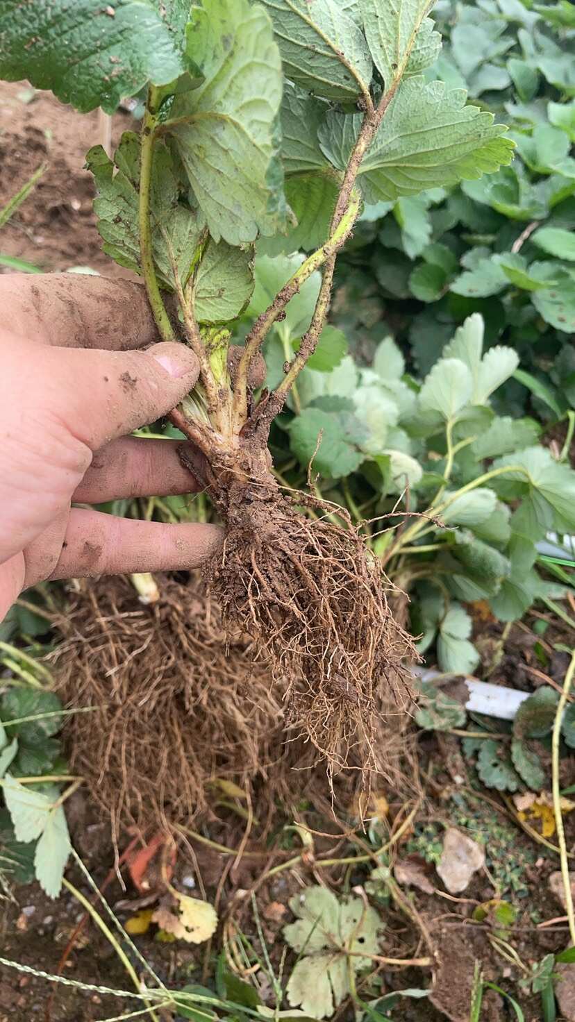 脱毒草莓苗白草莓