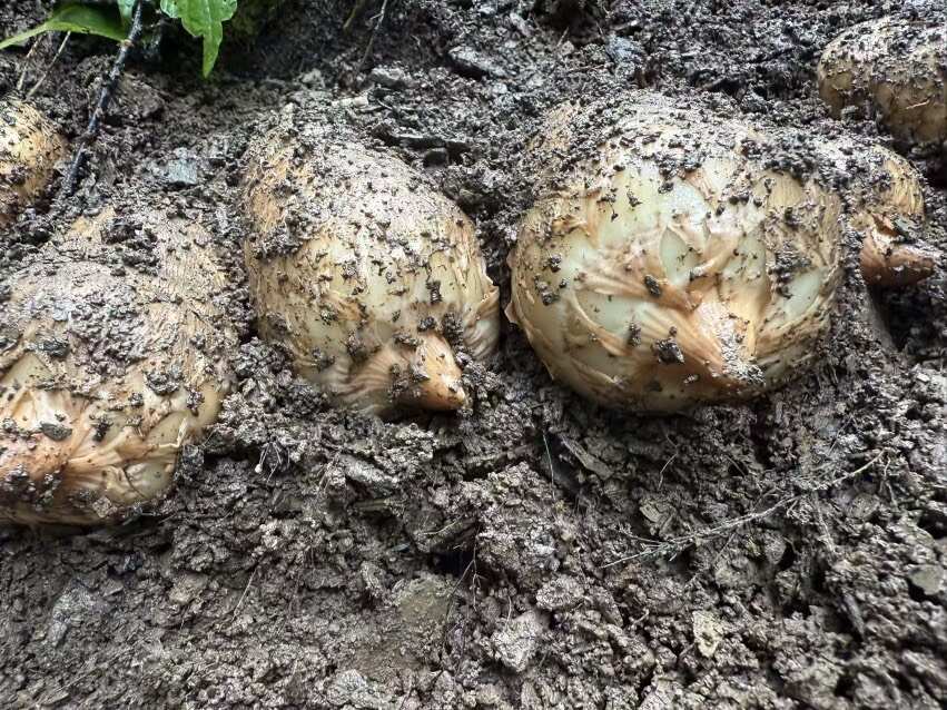 新鲜林下种植非云南小草坝新鲜天麻，乌红杂交麻整个统货