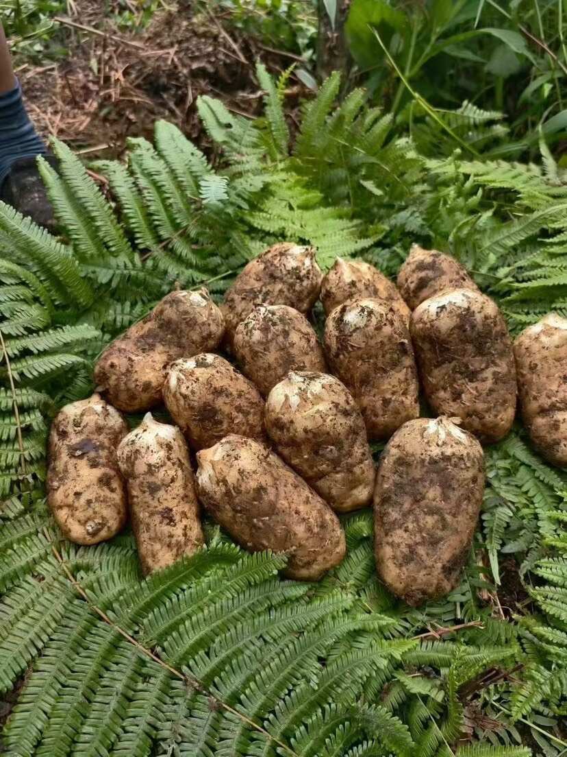 新鲜林下种植非云南小草坝新鲜天麻，乌红杂交麻整个统货