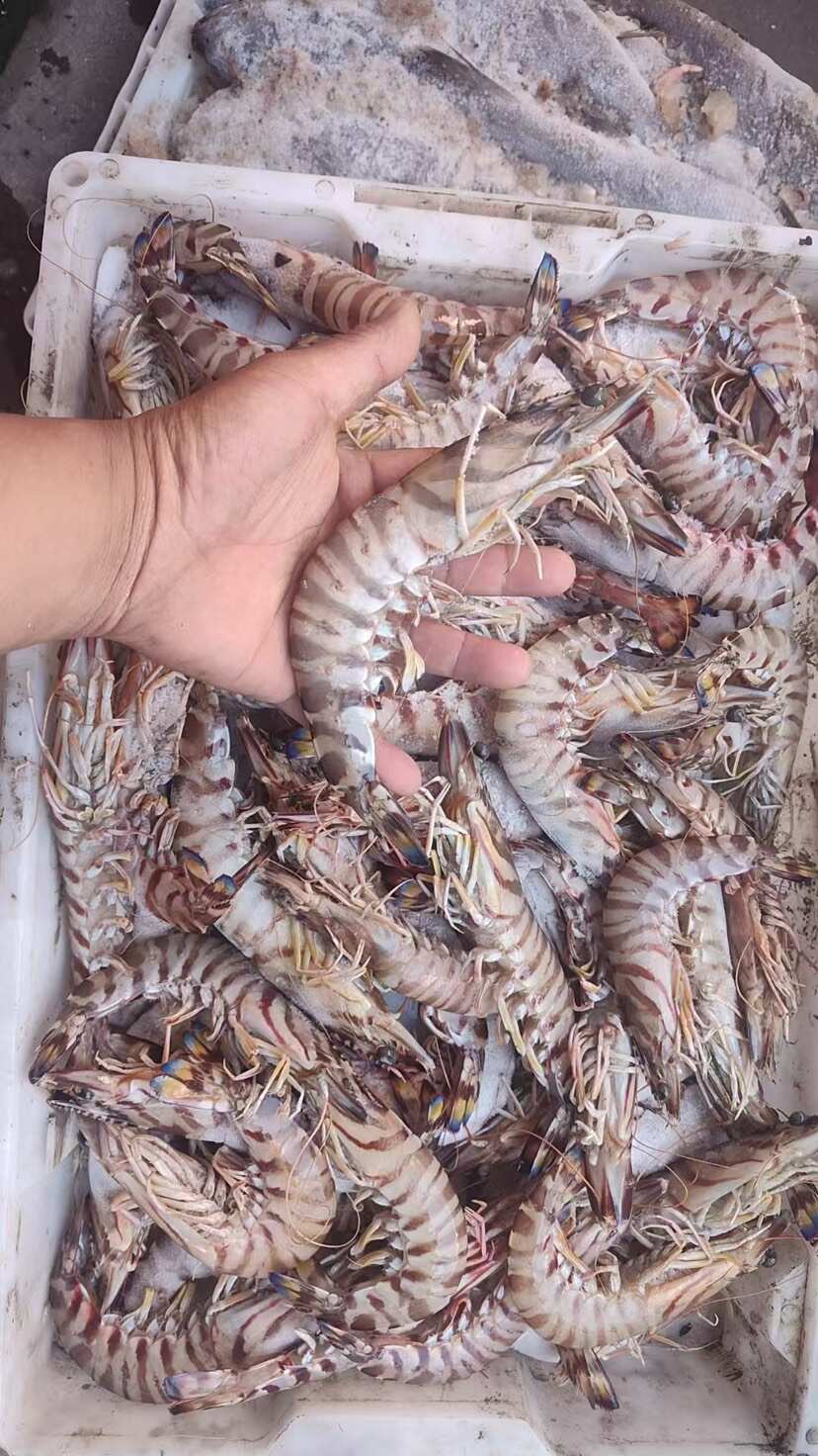 舟山普陀冷冻斑节虾 水产优质货源