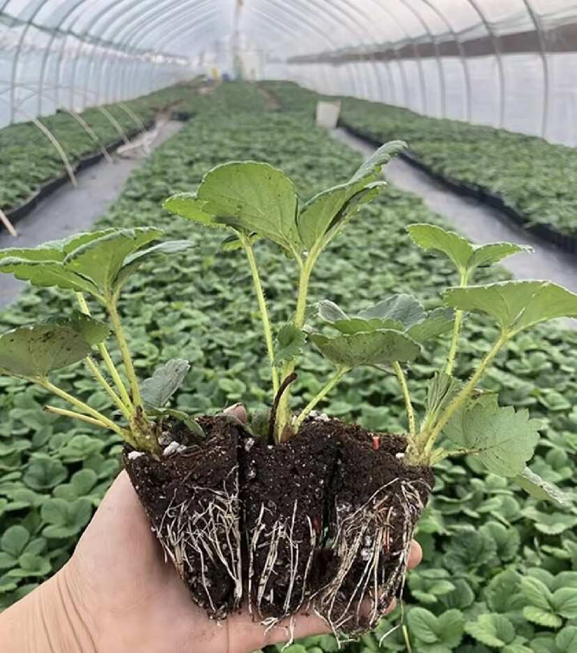 穴盘草莓苗