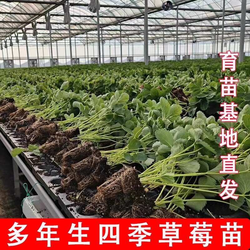 穴盘草莓苗