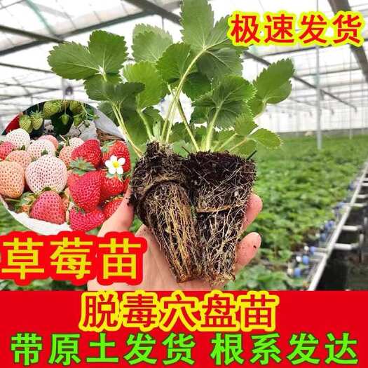 平邑县穴盘草莓苗