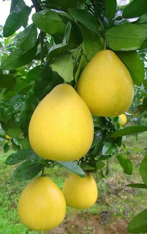 湖北宜昌枝江红心柚