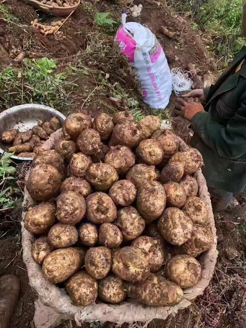 新鲜林下种植非云南小草坝新鲜天麻，乌红杂交麻整个统货