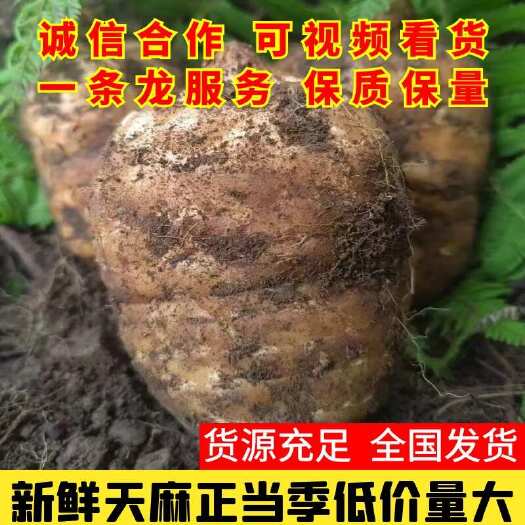 云南林下种植小草坝新鲜乌天麻，各种规格乌麻一件代发