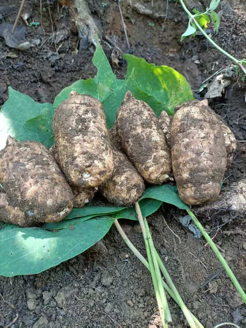 新鲜林下种植非云南小草坝新鲜天麻，乌红杂交麻整个统货