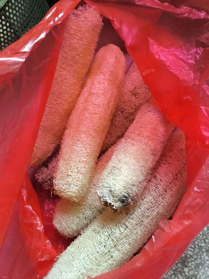 牛筋草，丝瓜络