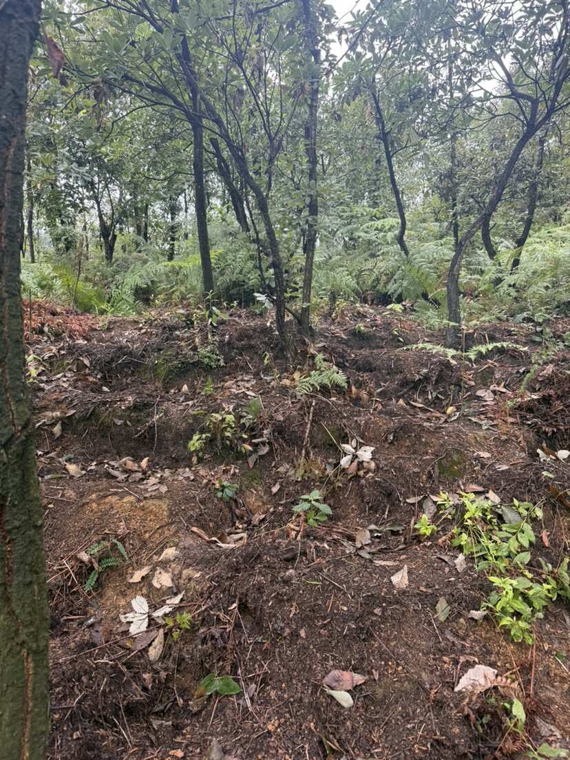 新鲜林下种植非云南小草坝新鲜天麻，乌红杂交麻整个统货