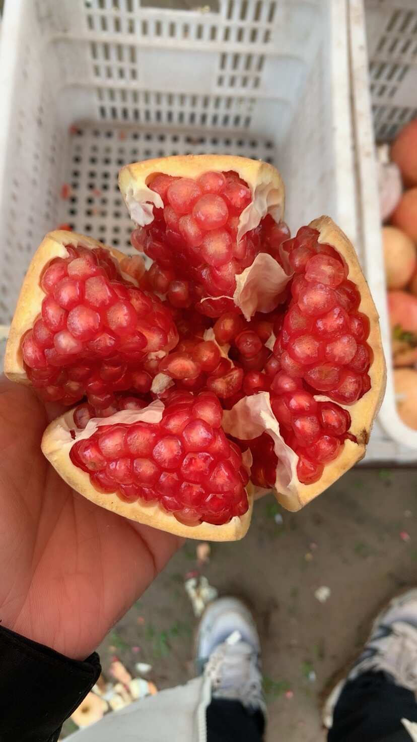 河阴软籽石榴