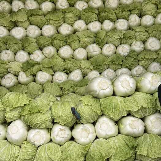 精品玉白菜，一手货源！