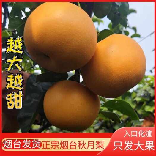 莱阳市双十一活动现摘现发顺丰包邮山东秋月梨水果新鲜皮薄肉厚脆甜多汁
