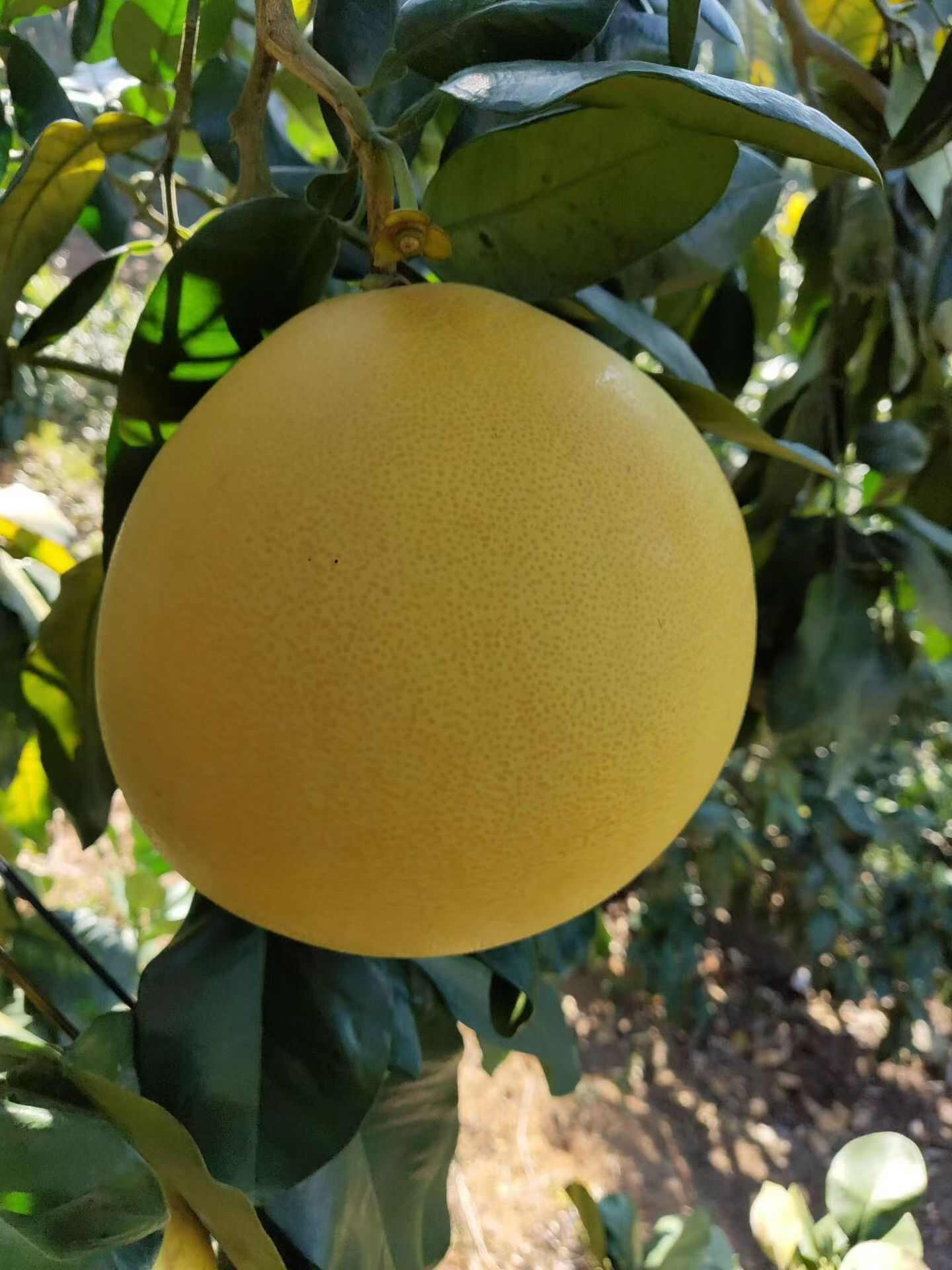 湖北宜昌枝江红心柚