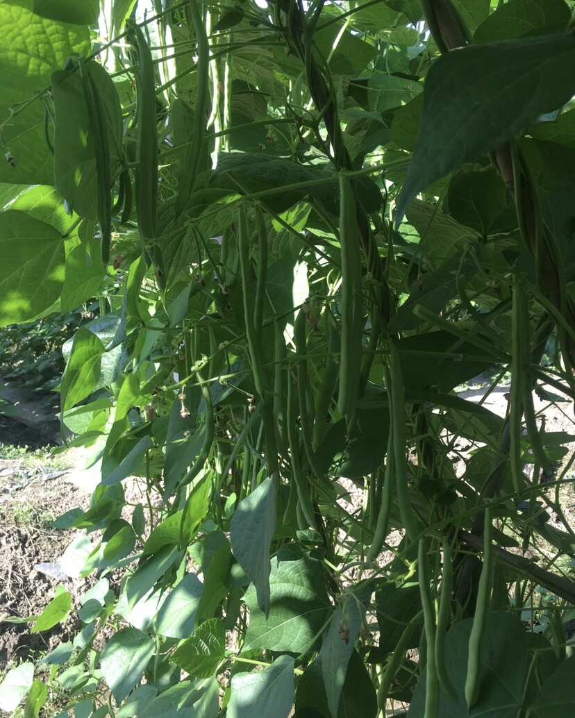 小金豆，精品货纯度好产地直销，无差价条型相当好