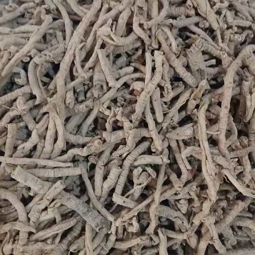 安国市远志高端货抽芯90%