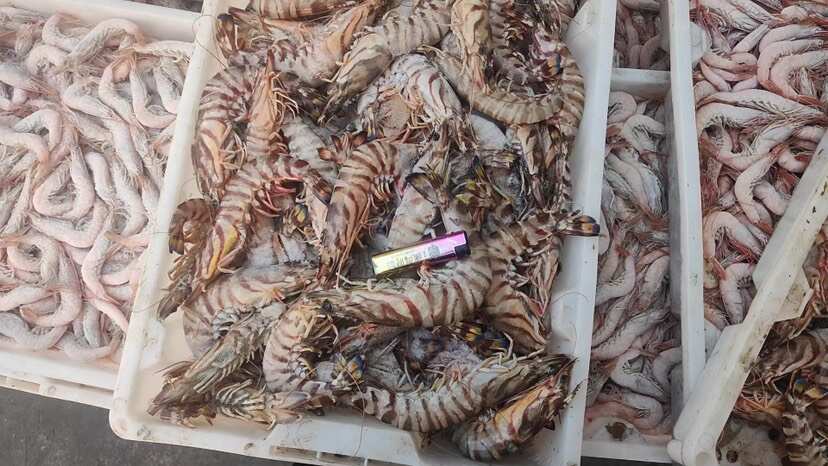 舟山普陀冷冻斑节虾 水产优质货源