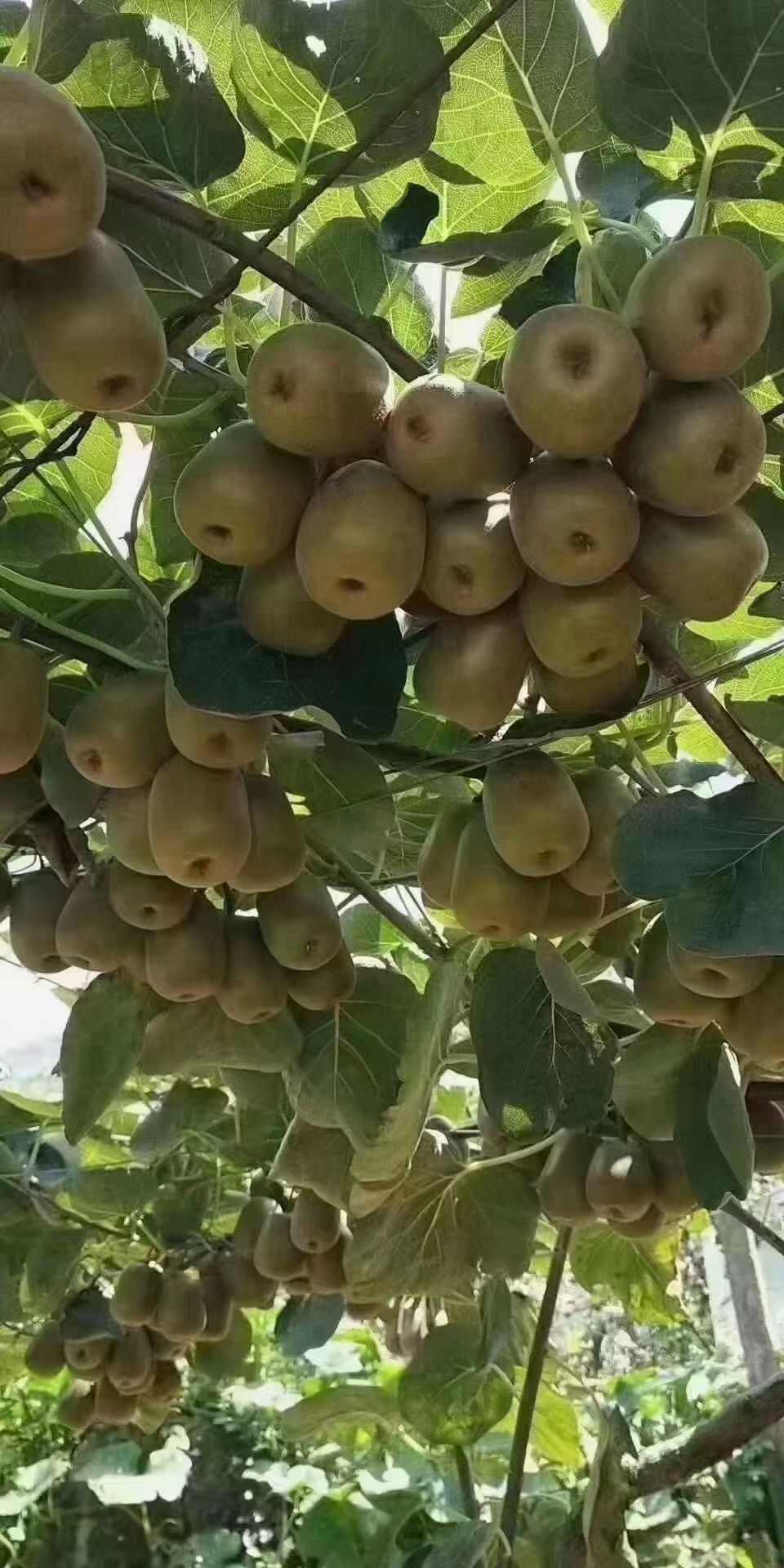 正宗贵州猴场猕猴桃（100克/个），种植户直销