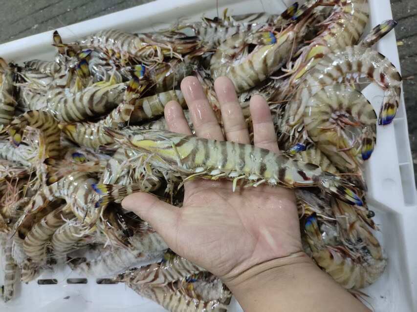 舟山普陀冷冻斑节虾 水产优质货源
