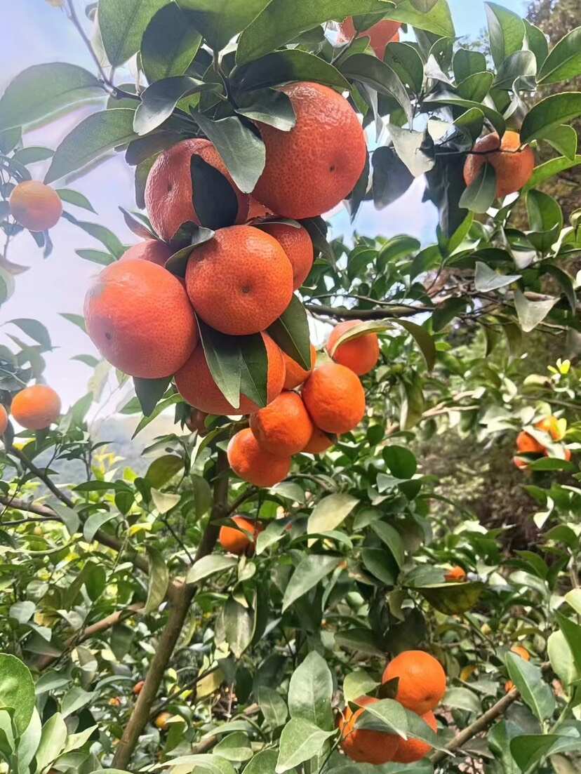 沙糖桔4kg 今年最後 沙糖桔4kg 今年最後