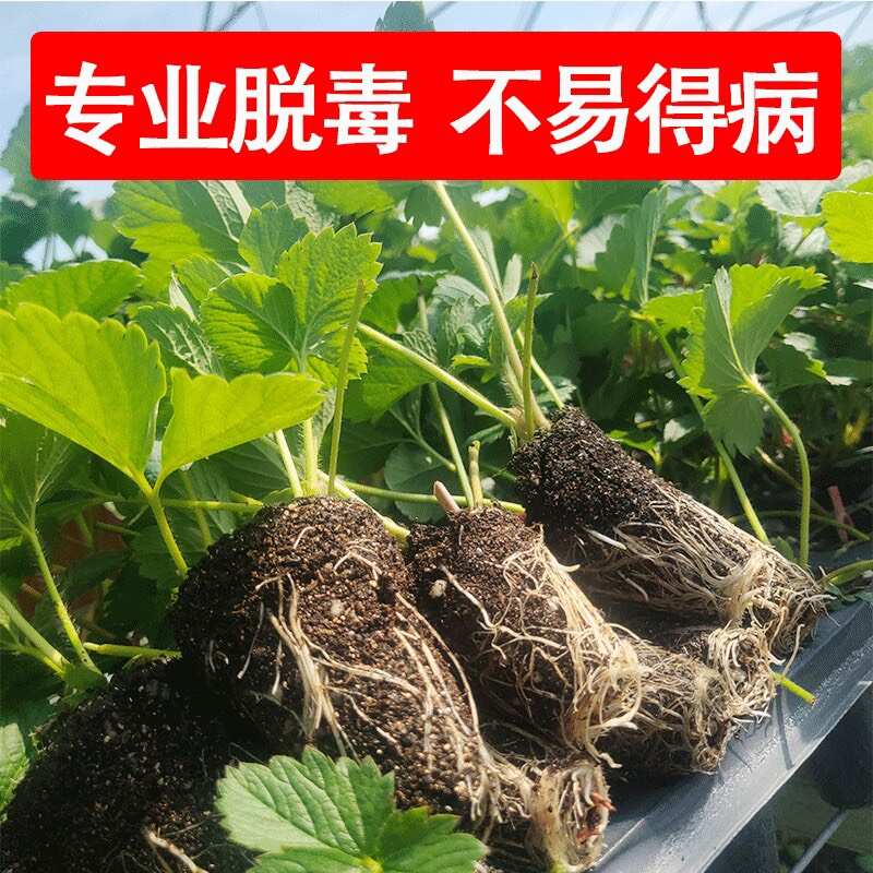 穴盘草莓苗